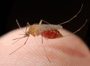 In Florida, this species of mosquito (Culex nigripalpus) plays a major role in the transmisssion of disease-causing viruses. (UF/IFAS/File Photo)